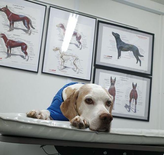 Hovedbilde hundematte 90x60