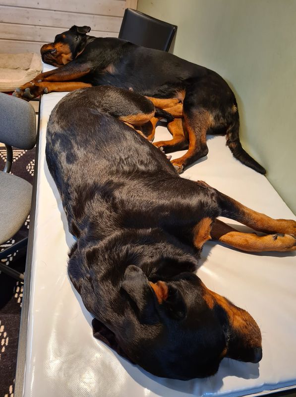 Hundematte  129x79x5